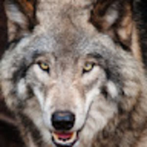 Meet your Posher, Elsie